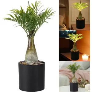 Planta decorativa